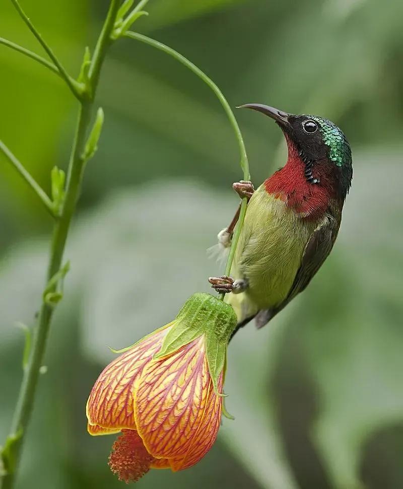 太阳鸟花的图片,太阳鸟精彩图片