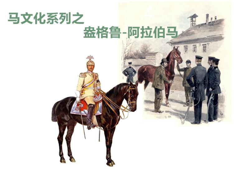 盎格鲁阿拉伯马图片,沙加阿拉伯马和盎格鲁阿拉伯马