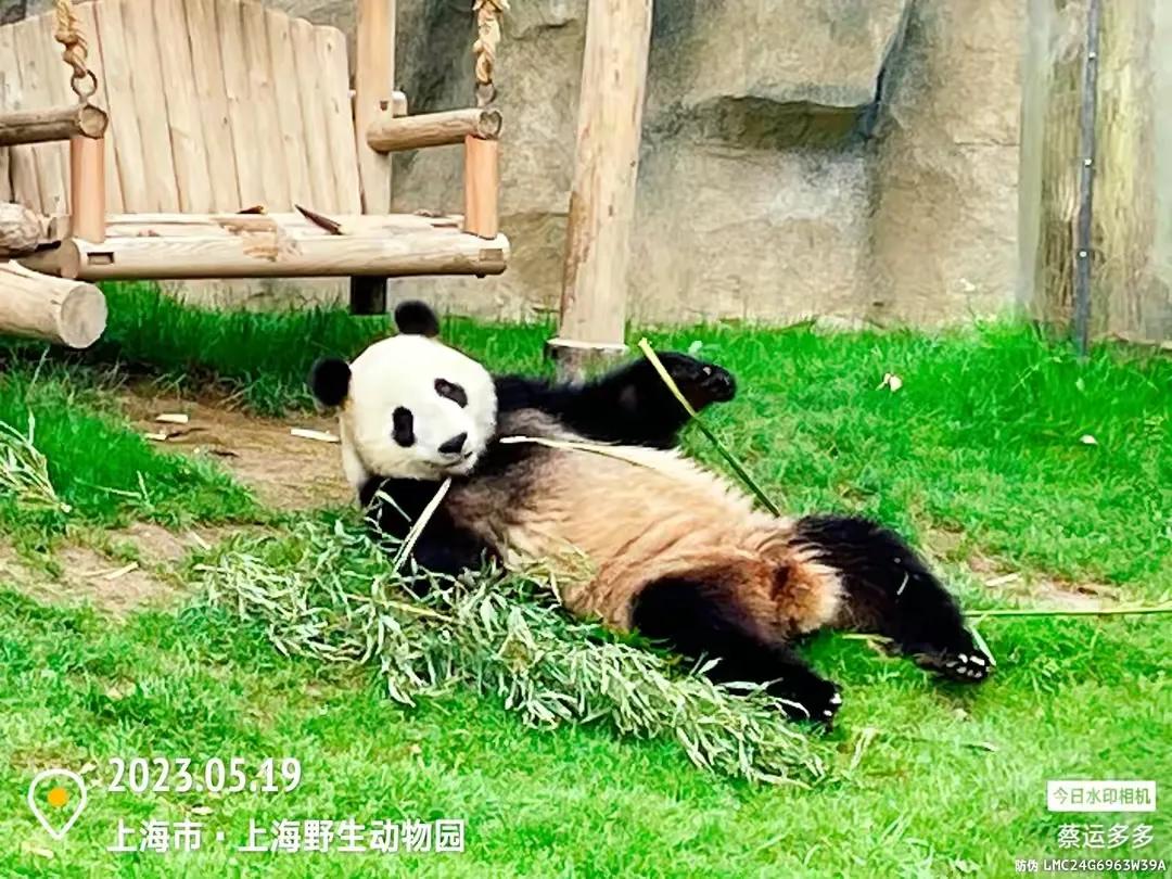 中国最大的野生动物园是哪个城市,中国最大野生动物园