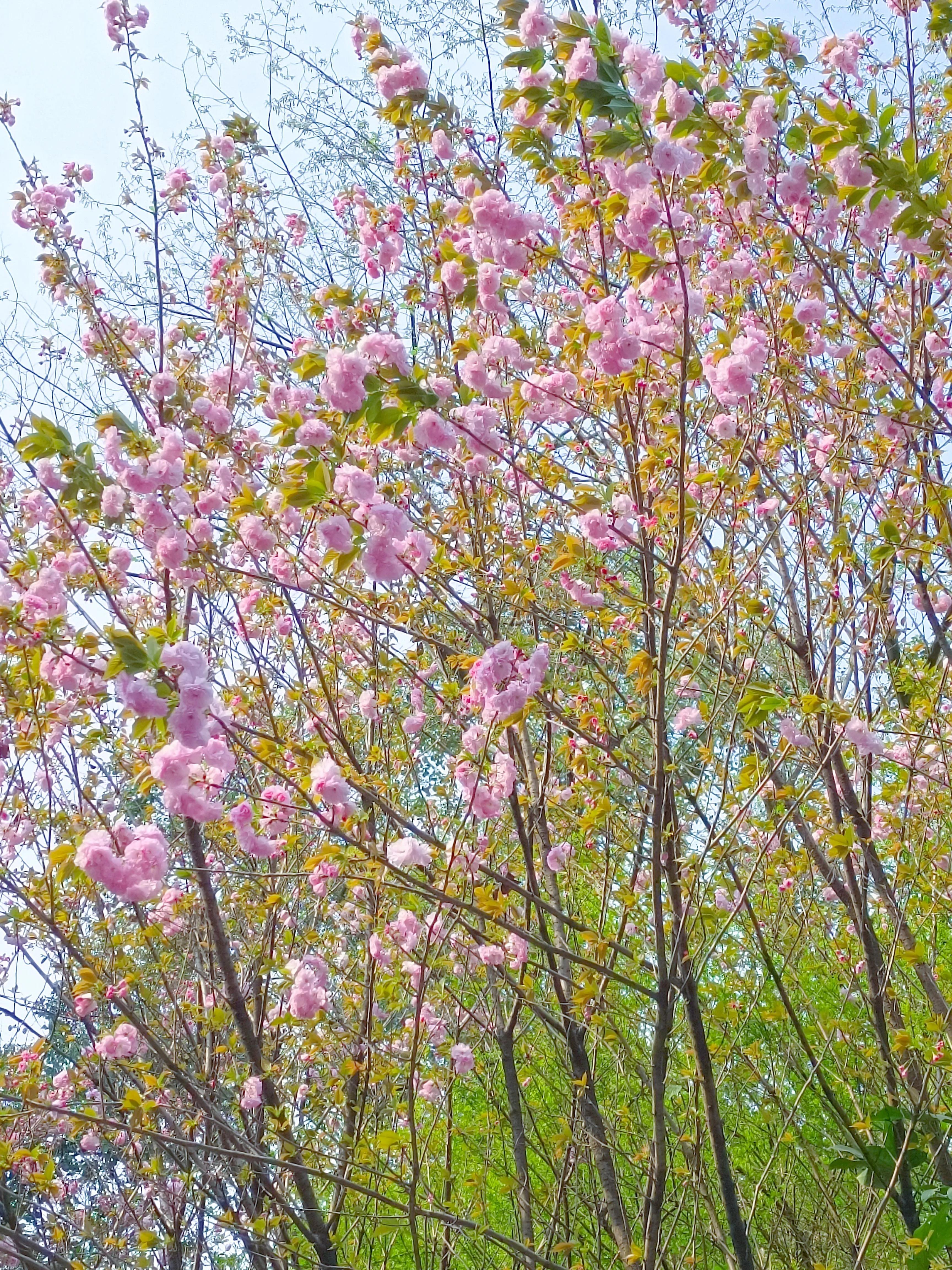 为什么选择西南财经大学天府学院？