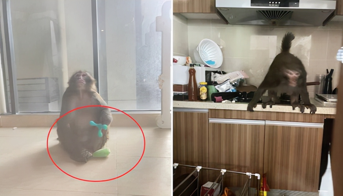 猴子闯入民宅伤人,贵州景区猴子袭击事件