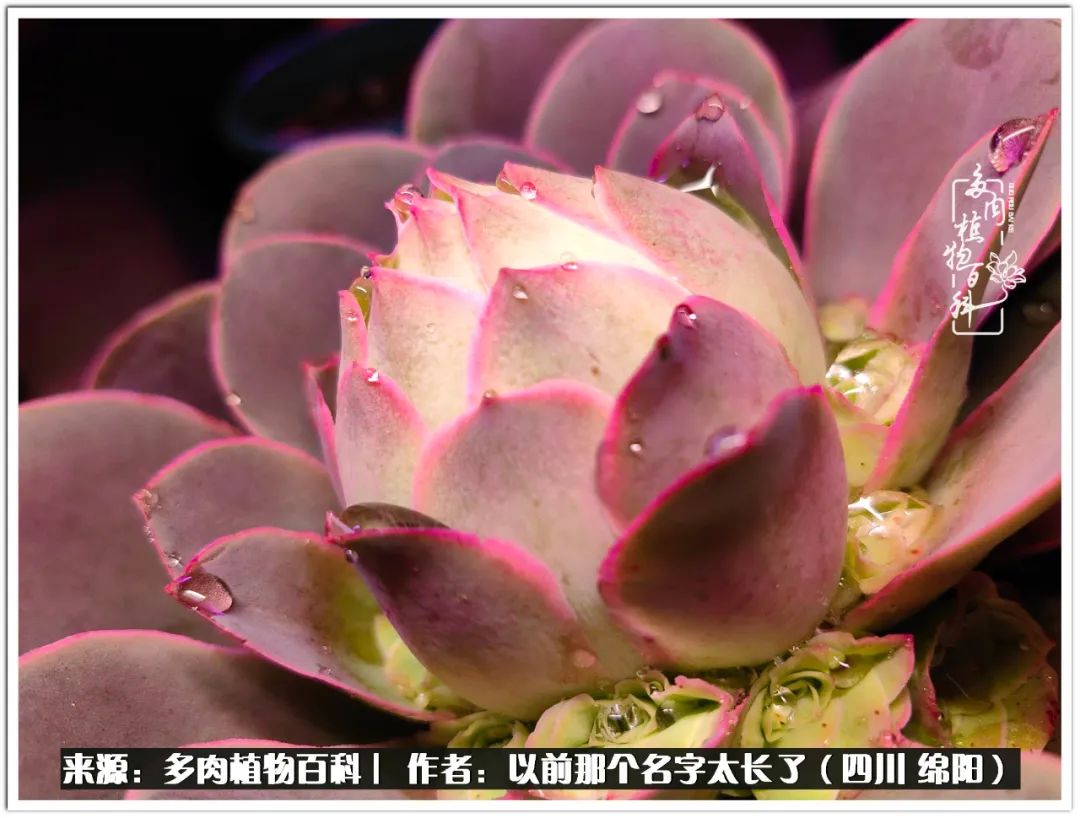 夏天山地玫瑰,小清新山地玫瑰