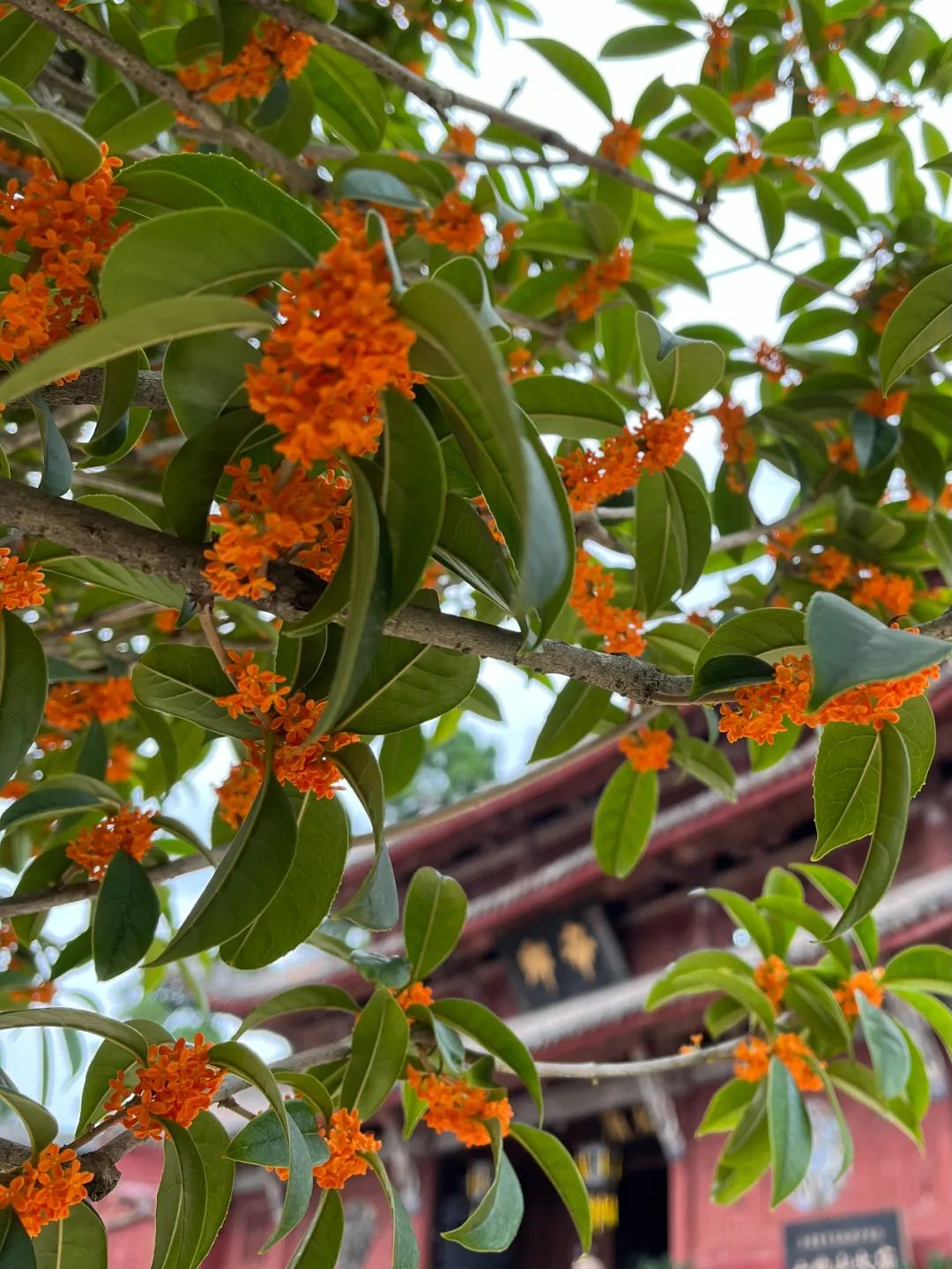 花好月圆人长久丹桂飘香迎春节,花好月圆迎中秋丹桂飘香