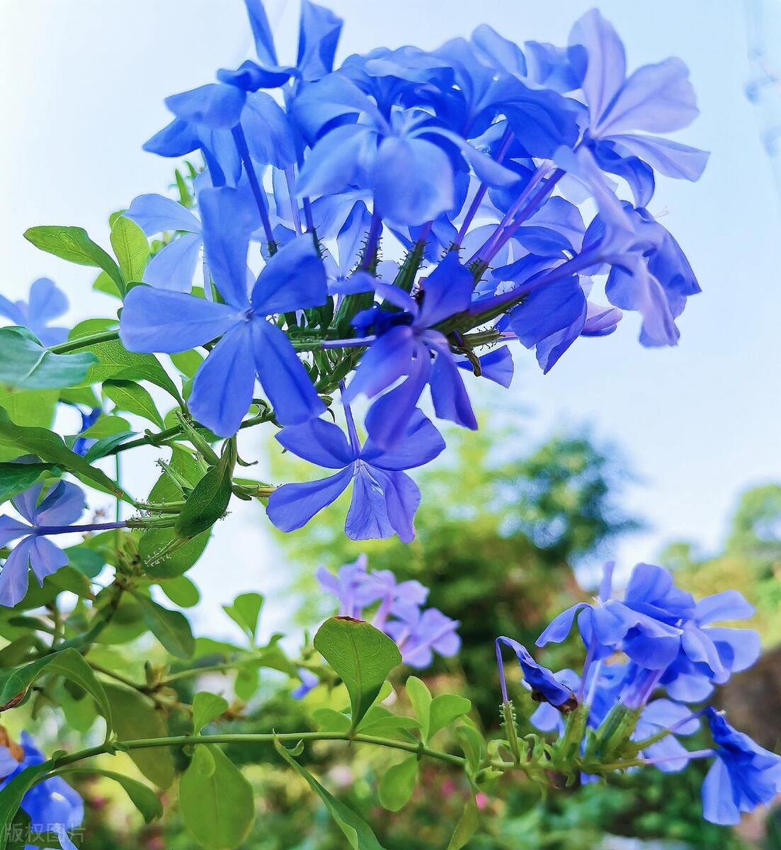 蓝雪花冬季不开花怎么养护,蓝雪花小苗怎么养才能快速爆花