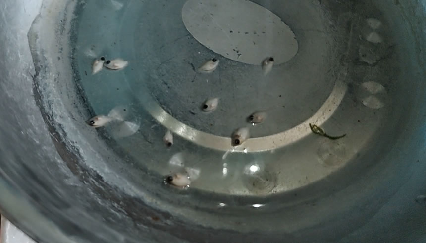 网上买的鱼如何预防死,网购鱼到家躺了怎么救