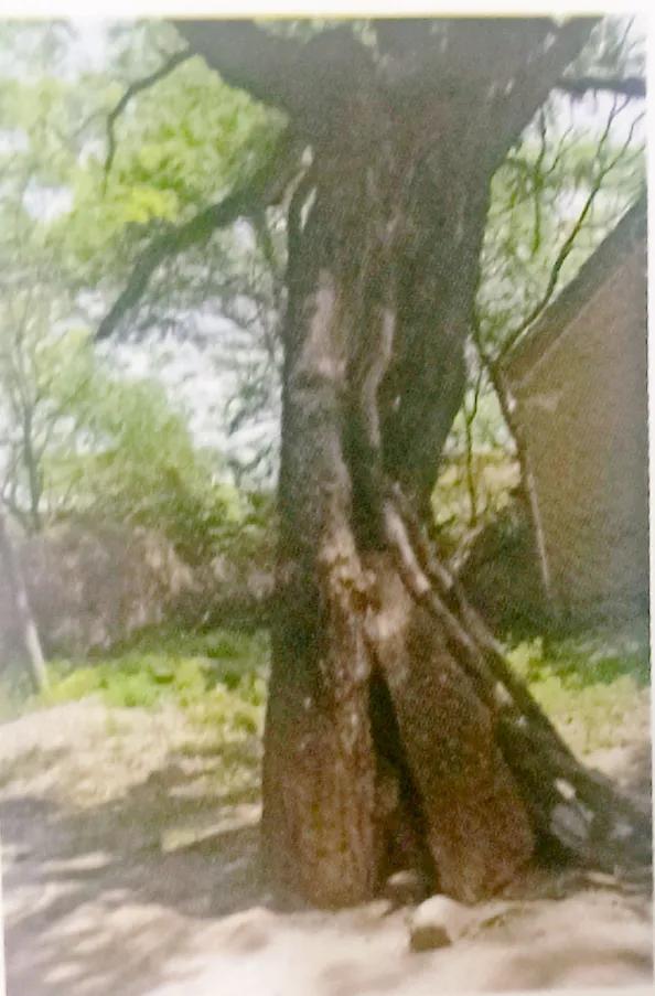 成武县古树,临武县古树