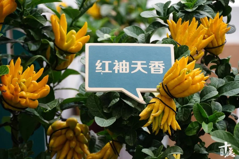 一杯佛柚,一份福佑,宝藏“佛柚”在厦门佛事展彻底火了