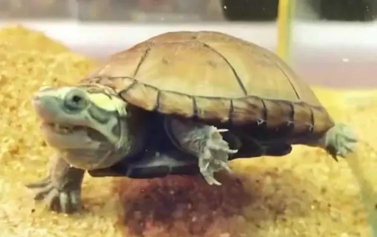 适合新手养互动性强的龟,什么品种的龟容易饲养和互动