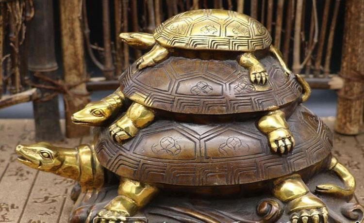 男子花200万买龟,男子靠三只病龟赚了6000万