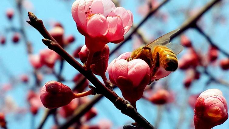 上海周边赏梅花的最佳地方,上海周边赏腊梅景点