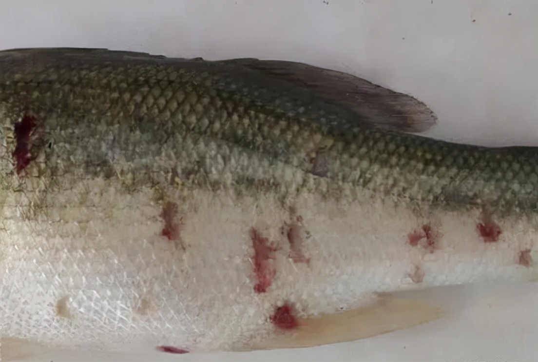 鱼如何预防水霉病,鱼水霉病的防治方法