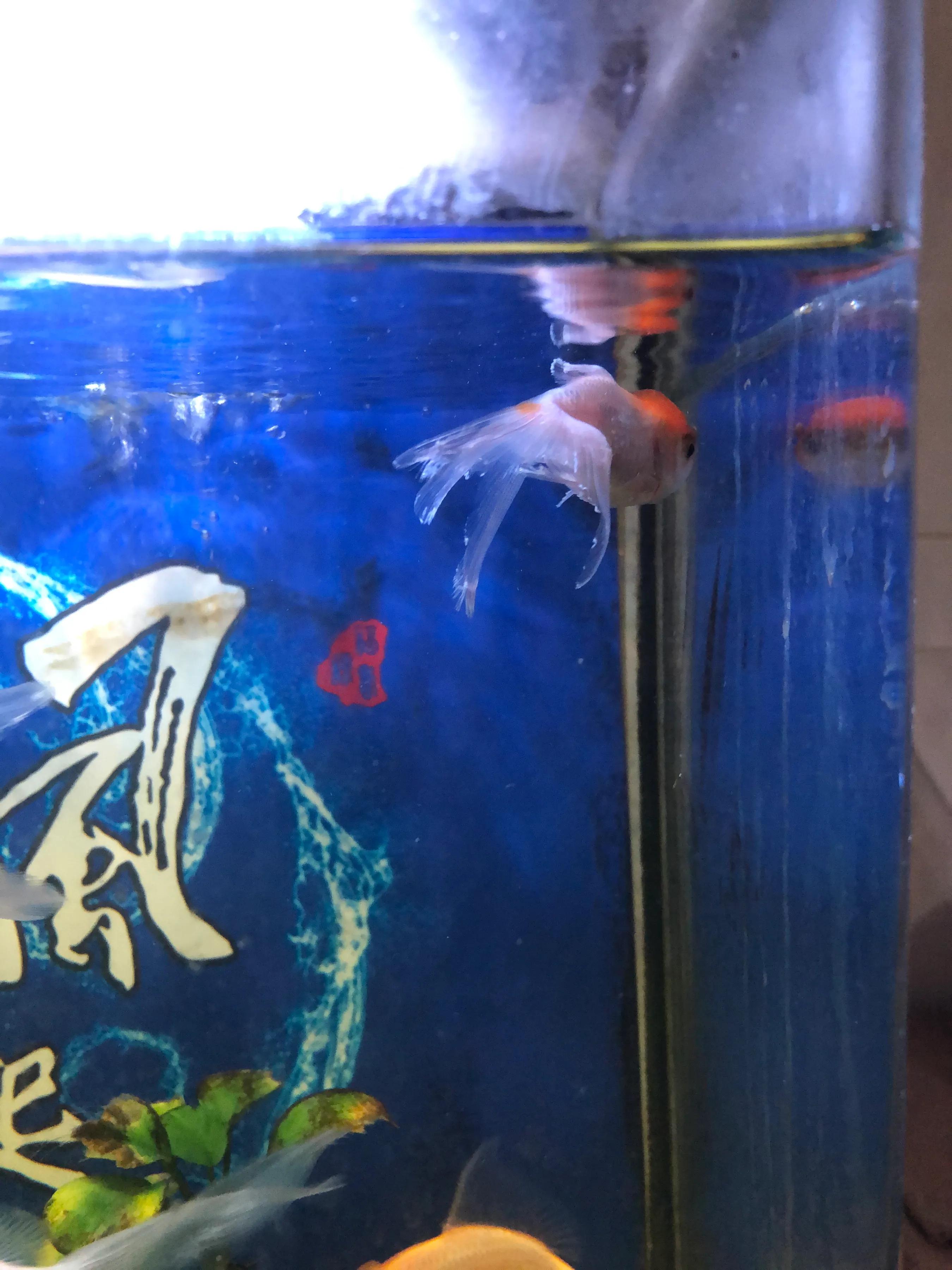 金鱼打粉病的治疗方法,金鱼充血烧尾治疗方法