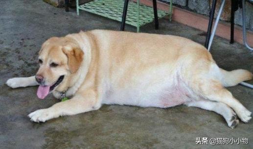 怎么挑选一只凶猛又护主人的狗,怎样挑选一只聪明又听话的狗