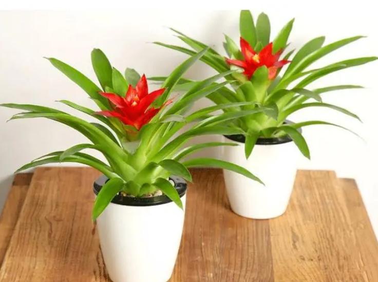 家里的鸿运当头花不红的原因找到了,这几方面入手,轻松给解决