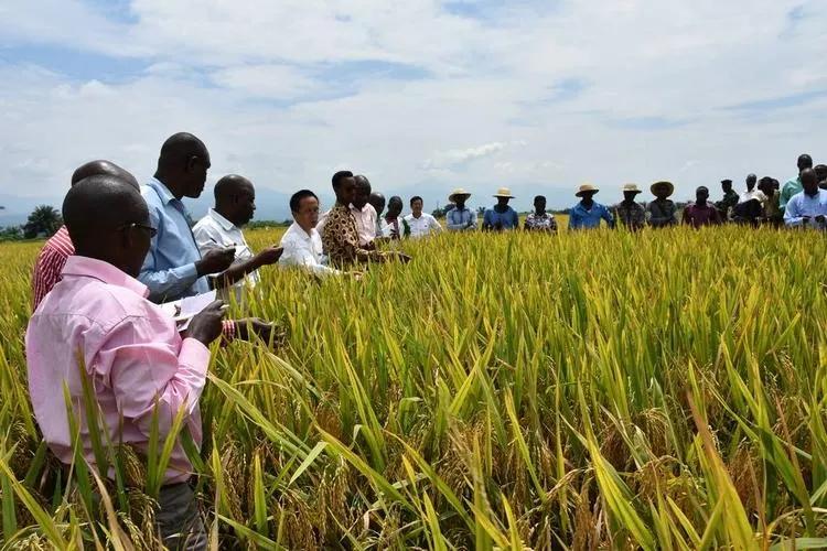 非洲人不种水稻，反而要大量种植能毒死人的木薯呢？抵不住产量高
