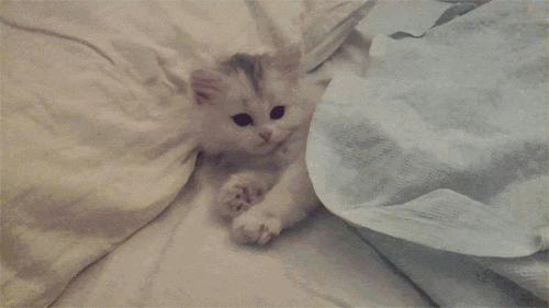 猫咪流口水口臭精神食欲都不好,猫咪流口水粘稠口臭用什么药