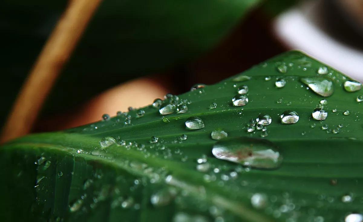 「新梦文学」同题专刊：东边日出西边雨】