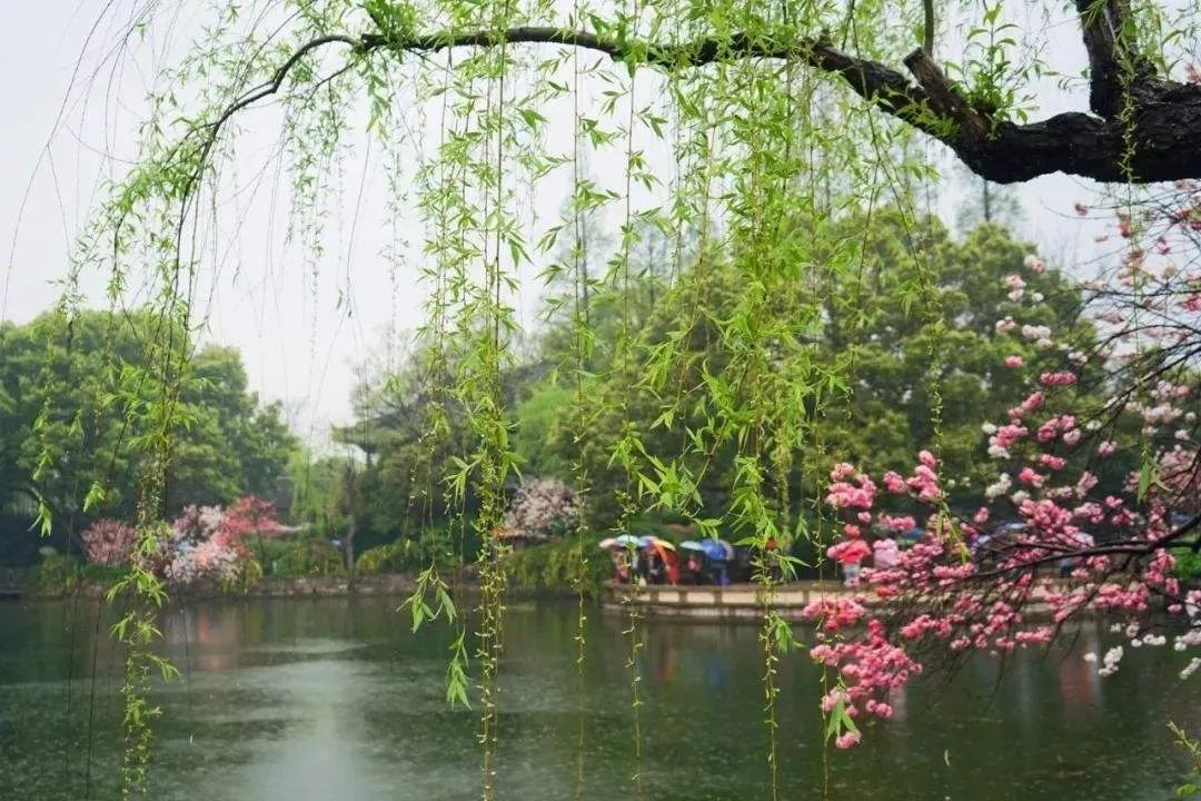 春风满园鸟语花香的七绝诗,春韵绝句经典诗句