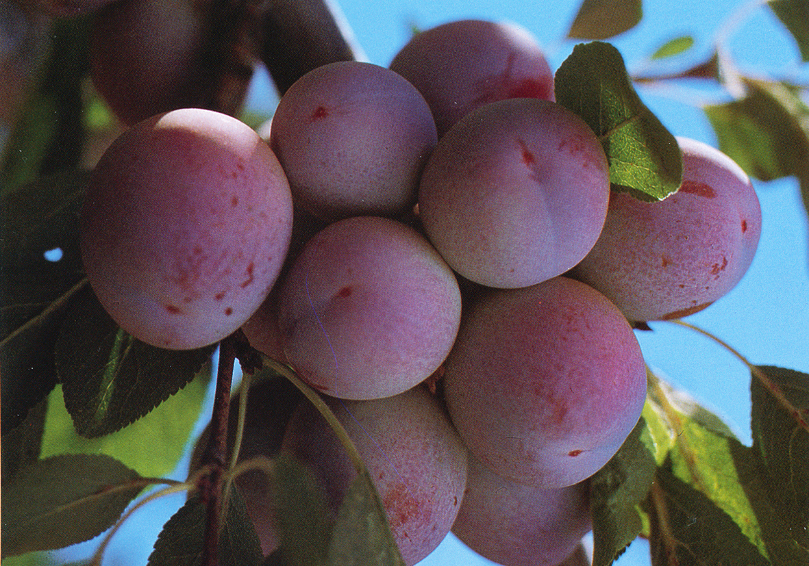 加州西梅，不负绿色美好生活