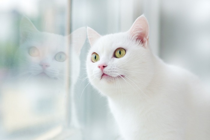 猫睡懒觉的时候是怎样的,猫一生中70%的时间都在睡觉