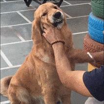 十二星座最适合养猫还是狗,十二星座不适合养的狗狗