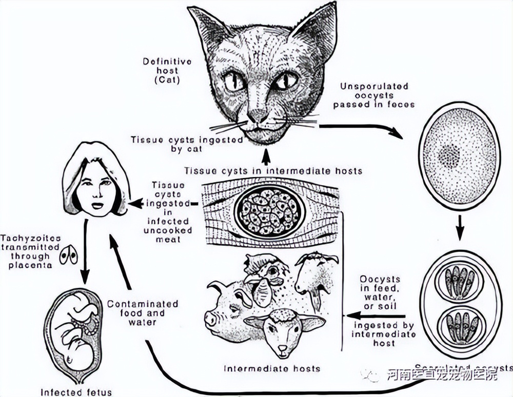 铲屎官注意了，猫咪常见寄生虫汇总，要牢记