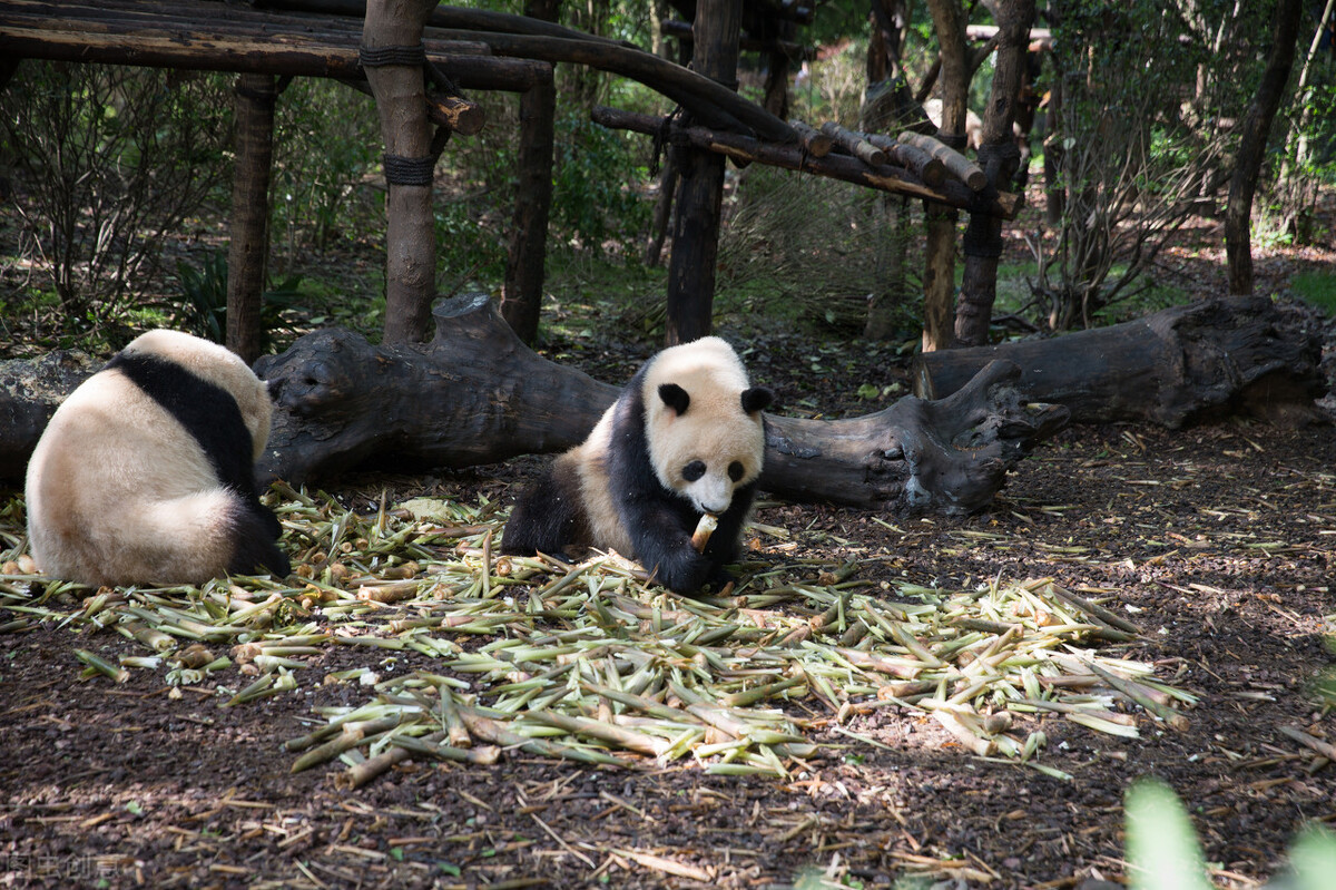 世界各国最稀有的国宝,100个国家国宝动物