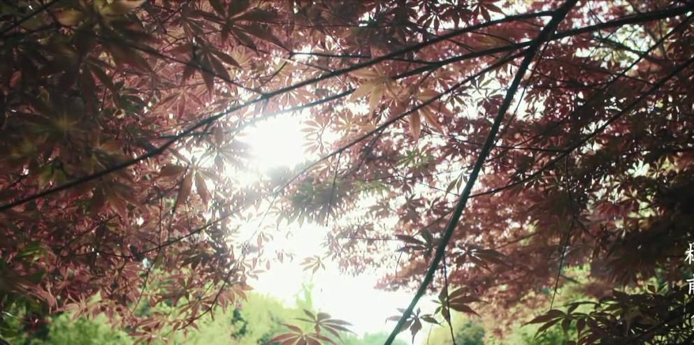 给孩子起名叫杜甫行吗,杜甫给孩子取名字