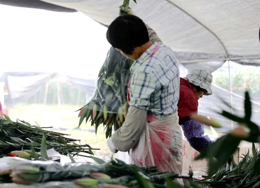 香水百合含苞待放,含苞待放的百合