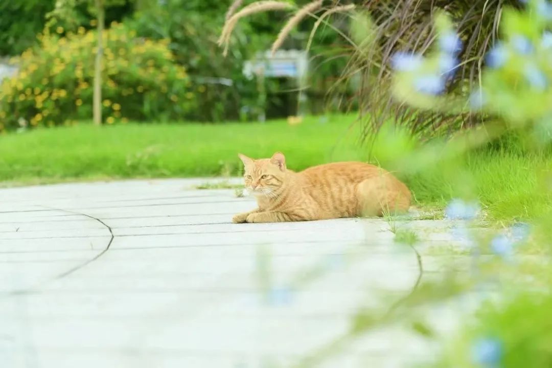 小朋友眼中藏着怎样的邛崃？