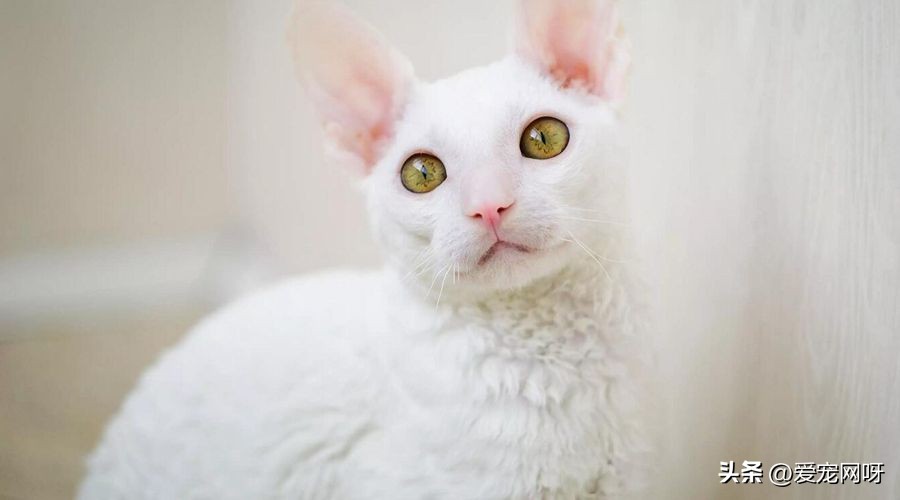 玳瑁猫咪是什么品种,猫咪品种大全及图片