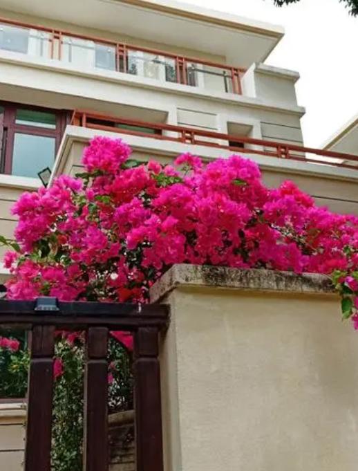 爬墙的绿植花卉有哪些,可以一年四季可以养的爬墙绿植