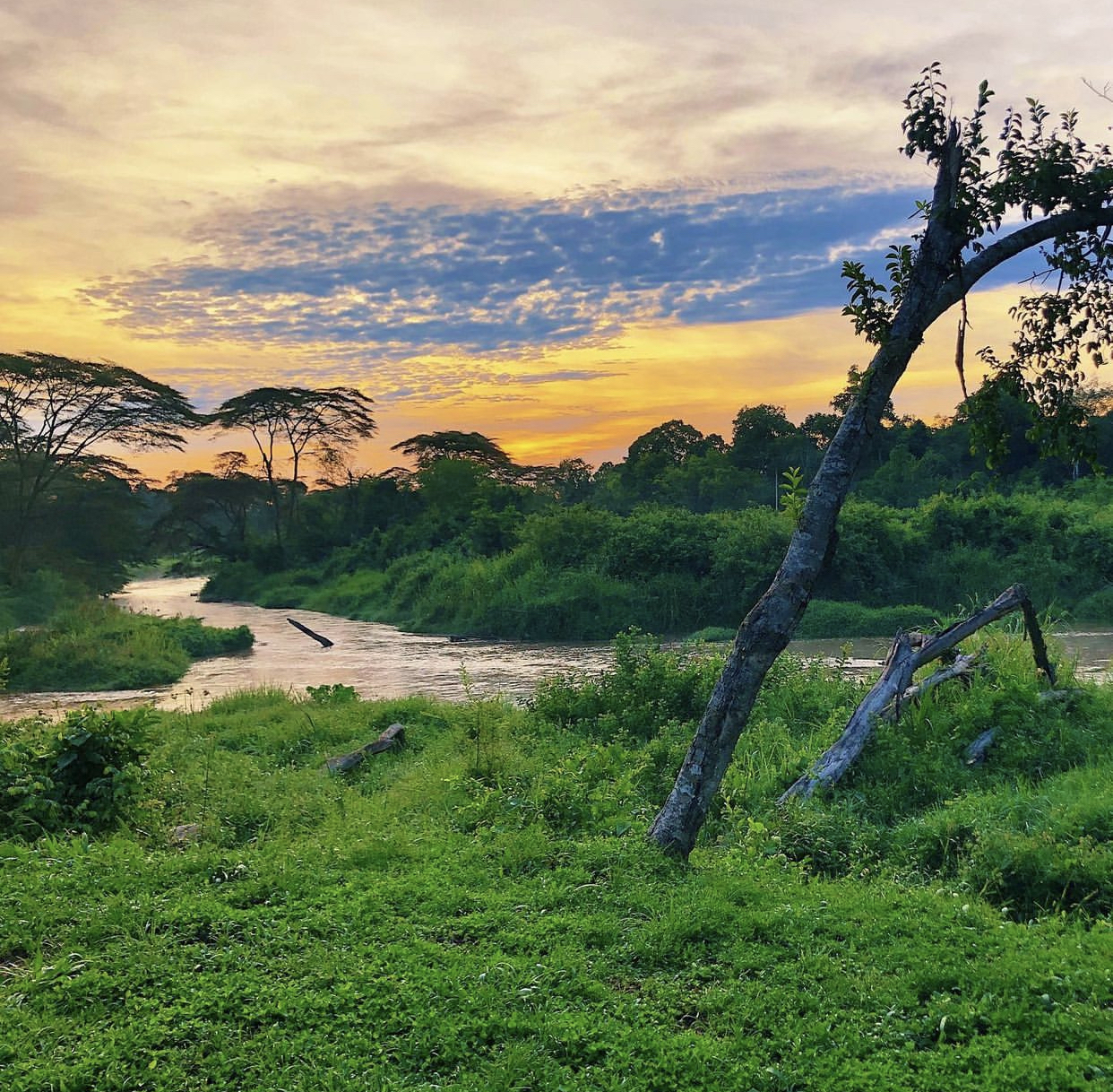 方寸之间浓缩了繁茂与文明，不一样的珠宝艺术，尼罗河花园戒指
