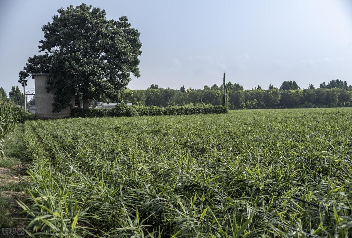要想大姜夺高产必须有好品种,大姜想高产这10种病虫弄懂了吗