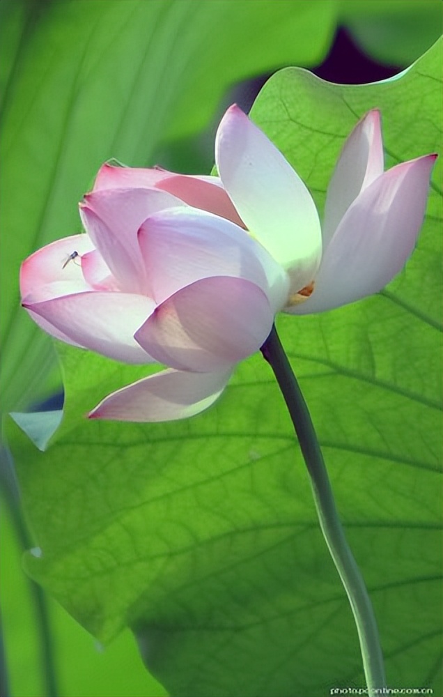 梦中的情人请你留下来,梦中的情人原唱完整版