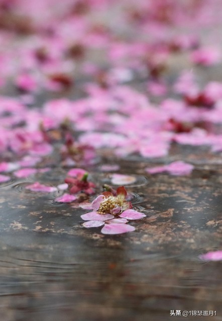 落英缤纷草书欣赏,落英缤纷美句简短