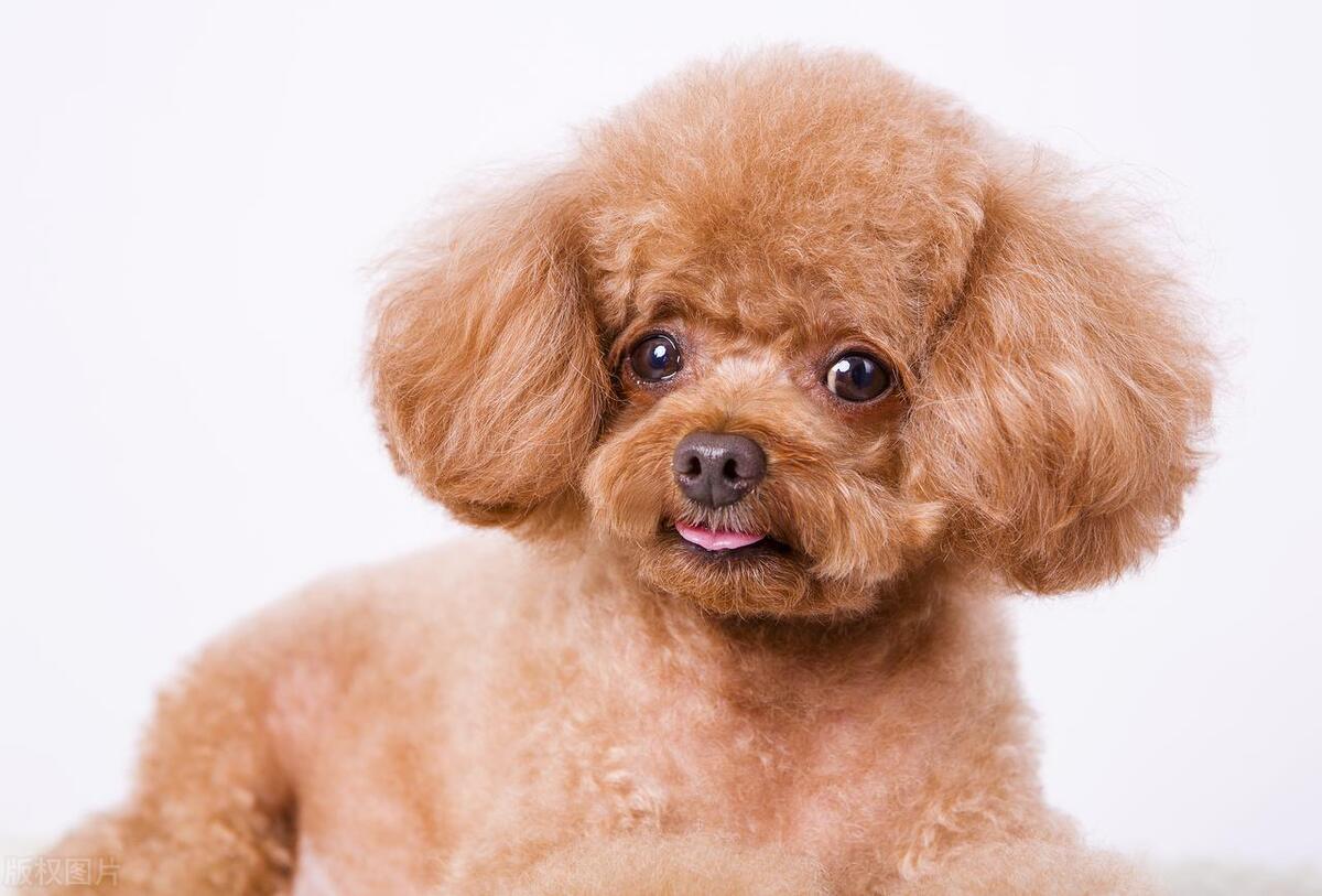 不养狗狗原因,不养泰迪的狗有哪些