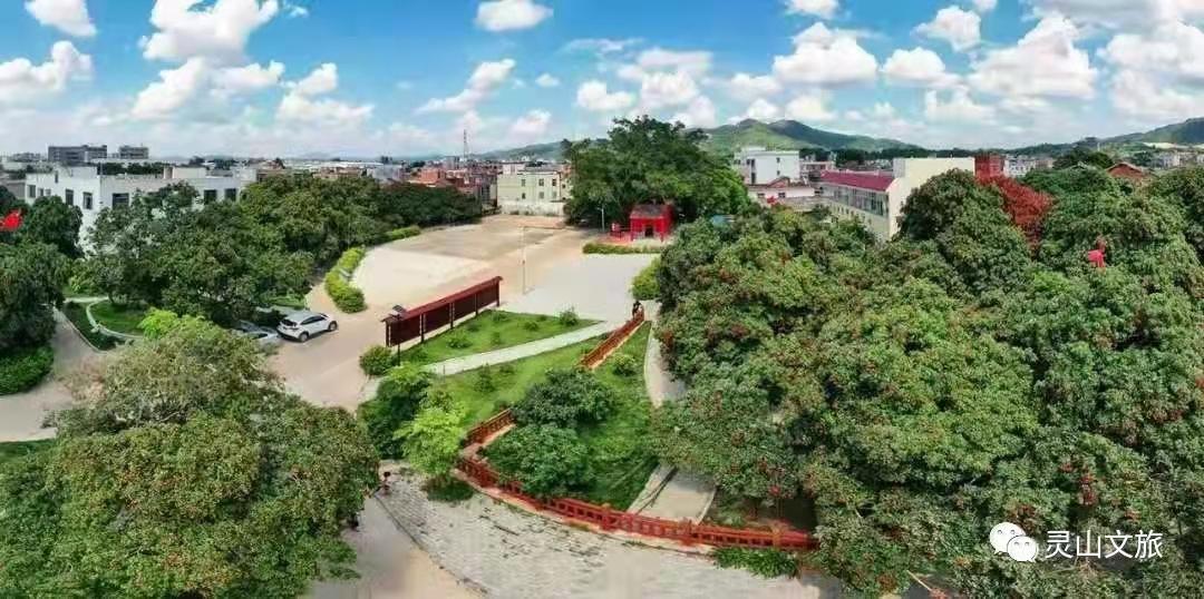 2020年灵山荔枝采摘地点,广西灵山荔枝现摘现吃