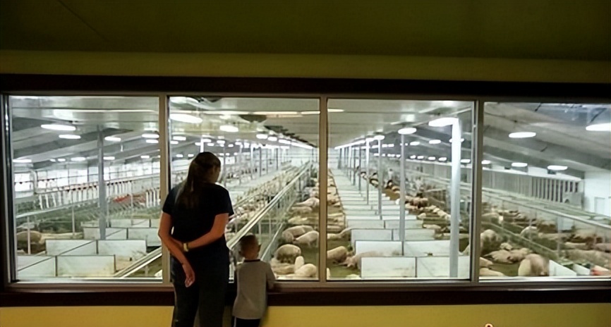 美国猪肉6块一斤,美国的猪肉多少钱一斤