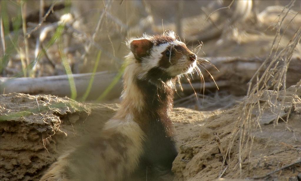 *疆新**出现不速之客，一夜消灭十几窝老鼠，原来是平头哥的小弟