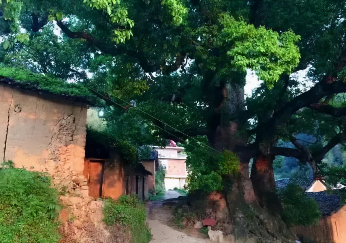 林业碳汇按多少年交易,林业碳汇主要卖给谁