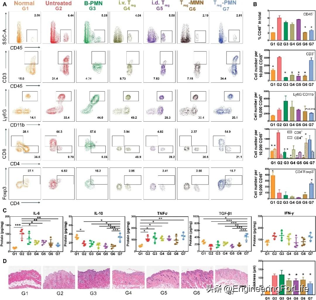 过继性细胞免疫疗法,过继性免疫细胞疗法
