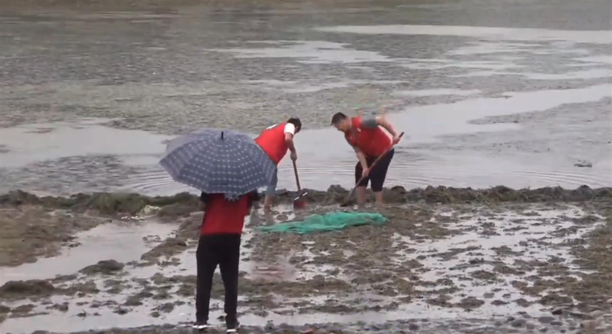 为什么鳄雀鳝能存活1亿年,捕捉一只鳄雀鳝有多难