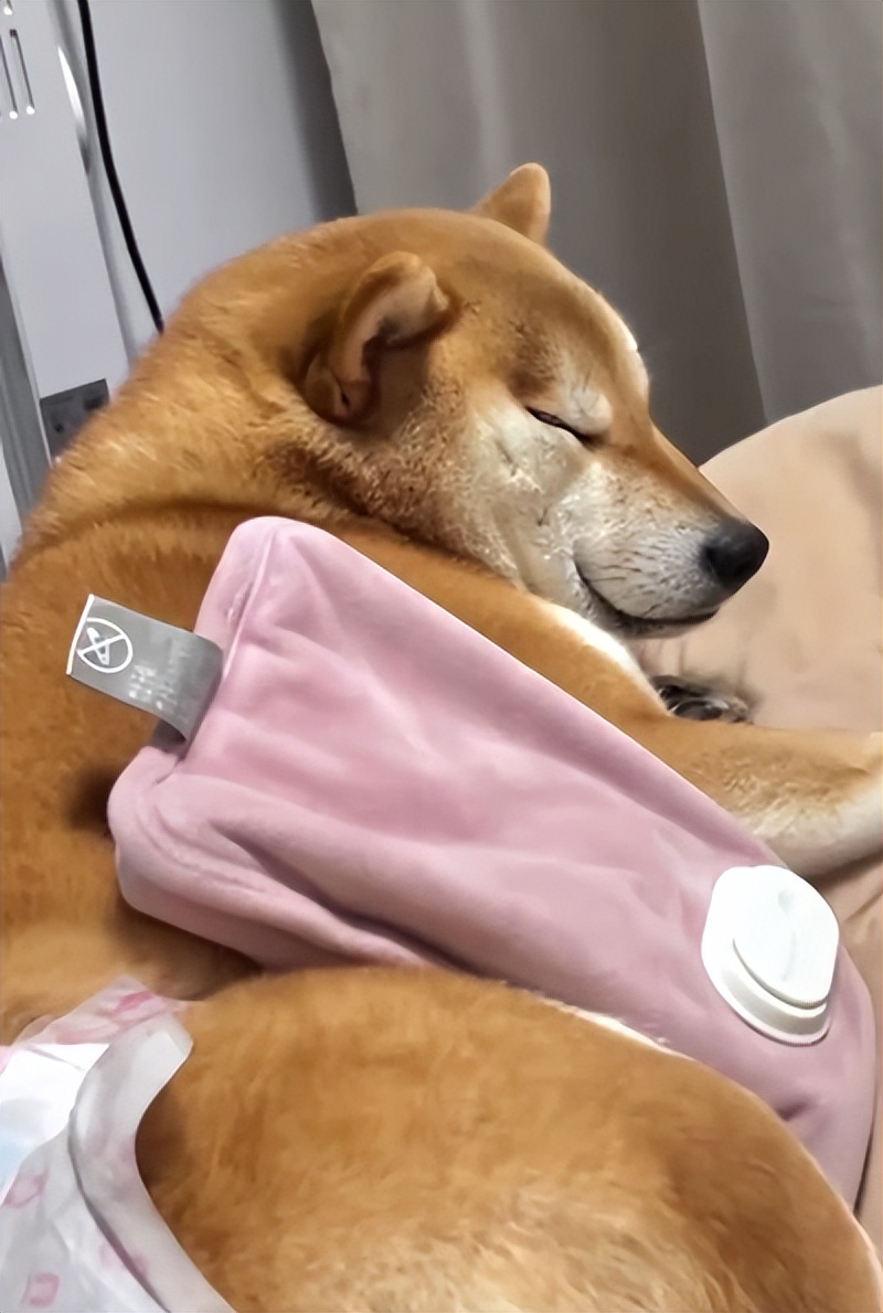 我家狗狗吐黄水怎么治,我家狗狗舌头特别长