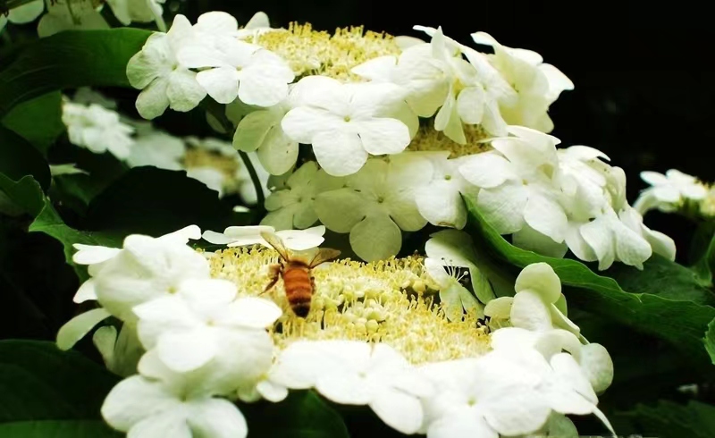 洪洗象骑鹤下江南电视剧第几集,洪洗象骑鹤下江南电视剧是哪一集