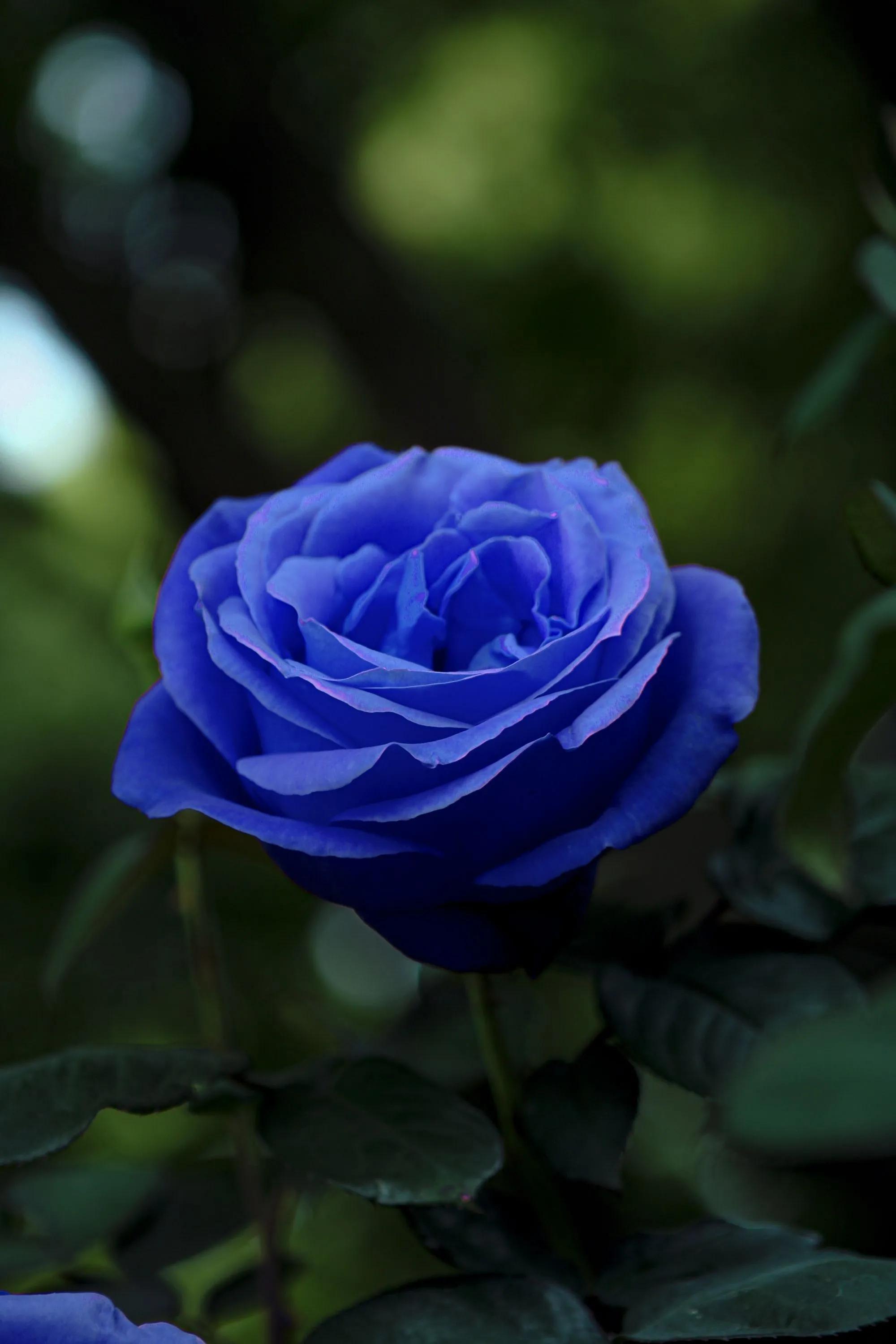 蓝色妖姬花束壁纸,花朵壁纸蓝色