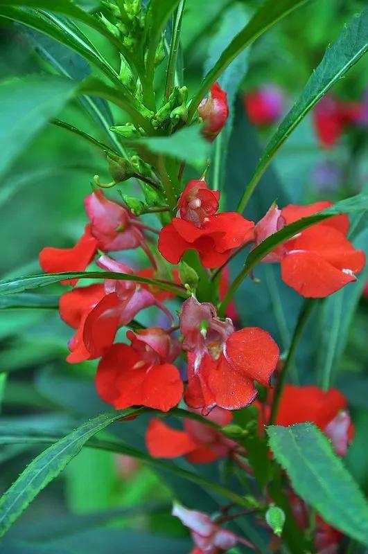 凤仙花种植方法,凤仙花