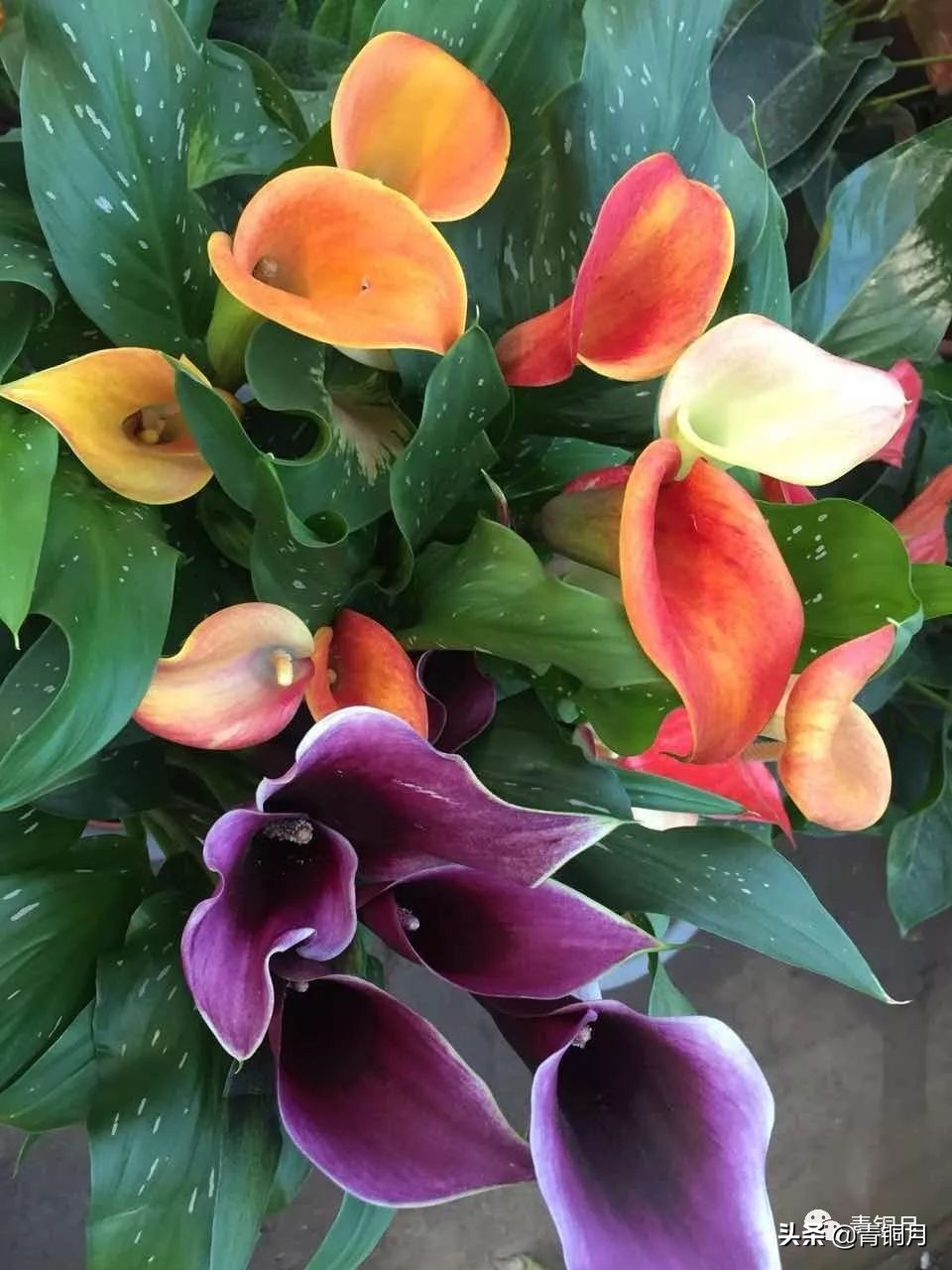 红楼梦第十八回笔记,红楼梦第十八回分享