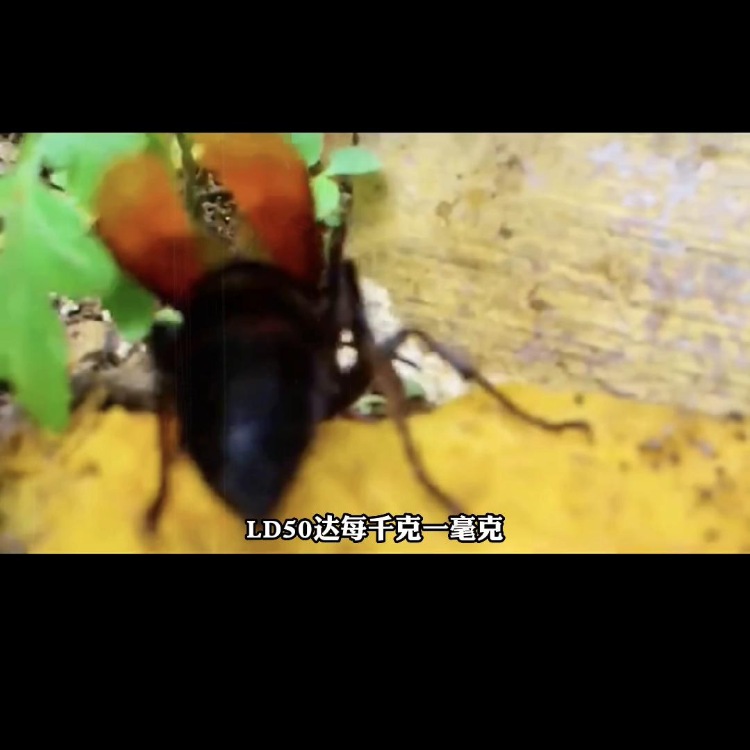 全世界最危险的十种昆虫,十种世界上最危险的昆虫