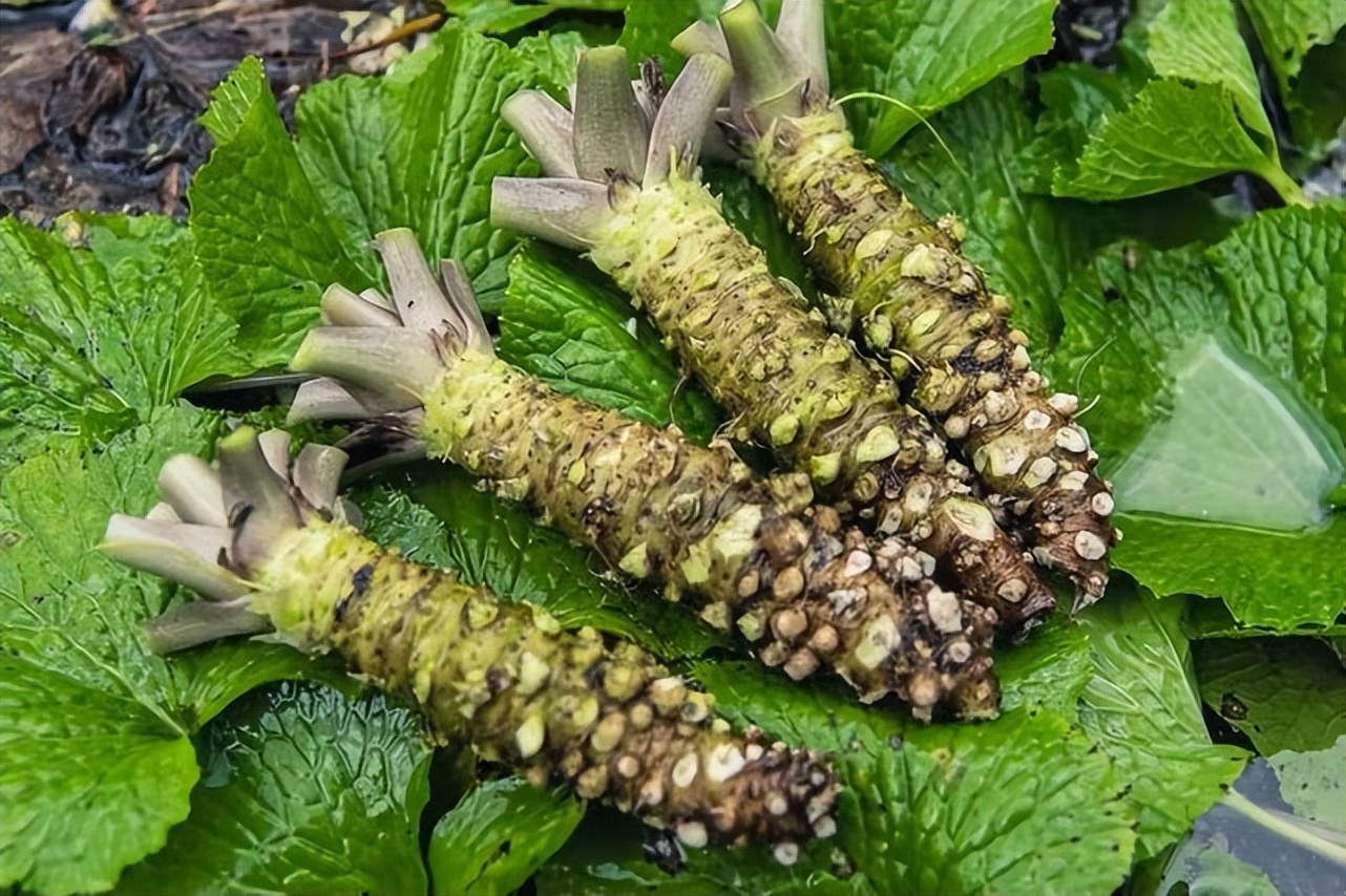 山葵为何如此昂贵,山葵容易种么